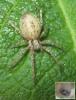 Anyphaena sabina